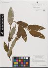 Foto von Salix caprea L. x Salix viminalis L.